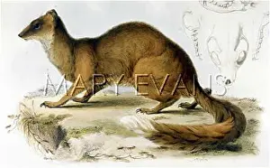 Mongoose: MONGOOSE CYNICTIS 1835