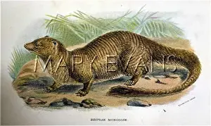 Mongoose: MONGOOSE EGYPTIAN 19C