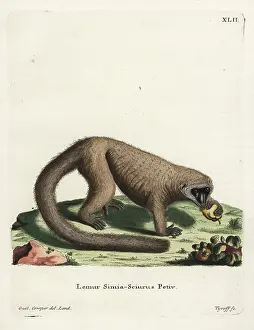 Mongoose: Mongoose lemur, Eulemur mongoz. Critically endangered