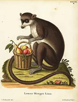 Mongoose: Mongoose lemur, Eulemur mongoz. Critically endangered