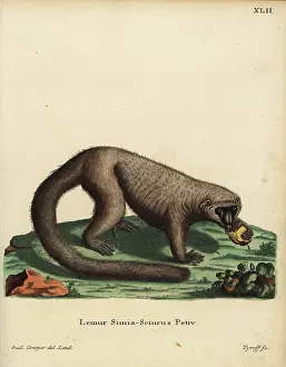 Mongoose: Mongoose lemur, Eulemur mongoz. Critically endangered