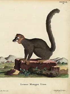 Mongoose: Mongoose lemur, Eulemur mongoz. Critically endangered