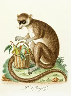 Mongoose: Mongoose from Madagascar