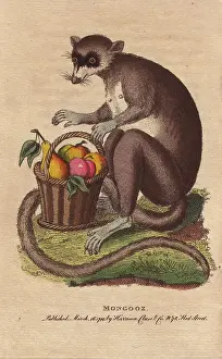Mongoose: Mongooz or mongoose with a basket of ripe fruit