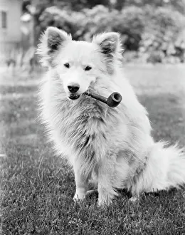 Narcotic: Mongrel Dog Sitting Outside with Large Smoking Pipe in It