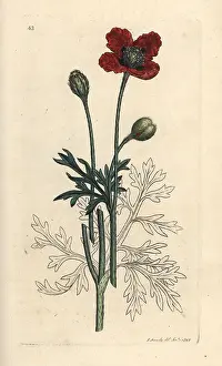 Hybridum: Mongrel poppy or round pricklyhead poppy, Papaver hybridum