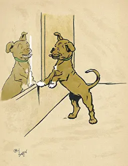 Pleased: Mongrel puppy looking in a mirror