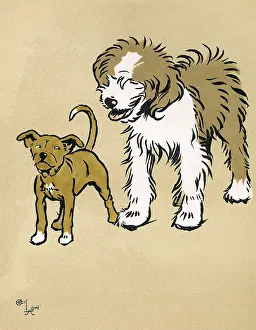 Shaggy: Mongrel puppy with a sheepdog in the park