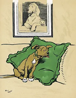 Identify: Mongrel puppy in a state of shock