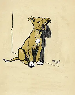 Miserable: Mongrel puppy unhappy after a beating