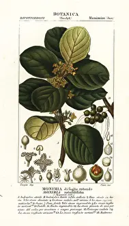 Legrand: Monimia rotundifolia