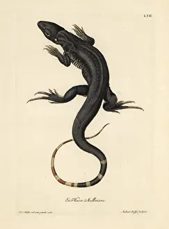 Auserlesenes: Monitor lizard, Varanus species