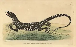 Lacerta: Monitor or monitory lizard, Lacerta monitor