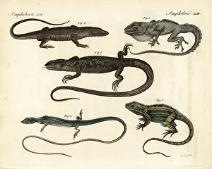 Goetz: Monitors and lizards