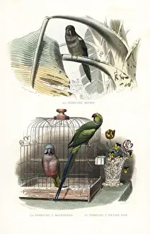 Pourrat: Monk parakeet, red-breasted parakeet and rose-ringed