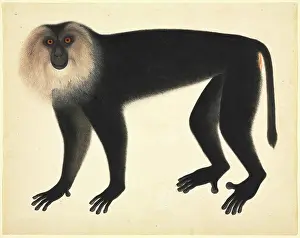 Simia: Monkey