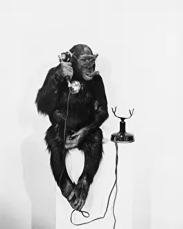 Absurd: MONKEY BUSINESS