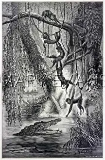 Lowest: MONKEY CHAIN IN JUNGLE