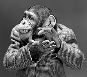 Humanized: Monkey Chimp Chimpanzee Dressed