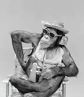 Humanized: Monkey Chimpanzee Wear Hat Sunglasses