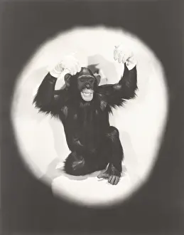 Jolson: Monkey doing an Al Jolson imitation