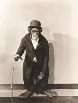 1910s 1940s: Monkey dressed in tight overcoat and bowler hat