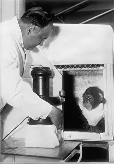 Veterinarian: A monkey goes to the veterinarian