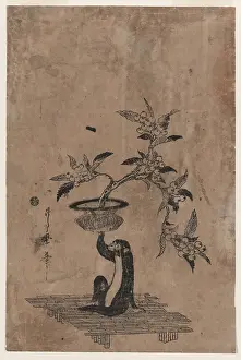 Loquat: Monkey holding a potted loquat