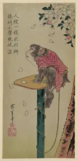 Leash: Monkey on a leash and cherry blossoms