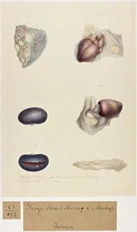 Plantes: Monkey: Lungs, Heart and Kidney