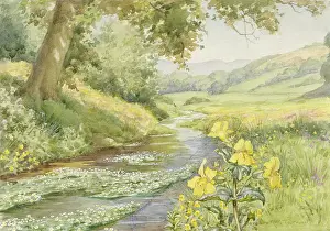 Musk: Monkey Musk and Water Crowfoot