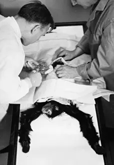 Anaesthetic: A monkey is operated under anaesthetic