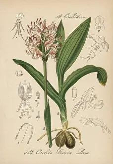 Orchis: Monkey orchid, Orchis simia