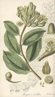 William Blackwood: Monkey paws vine, Marcgravia umbellata