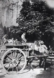 Mautner: The Monkey Production (monkeys sitting on a