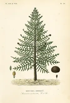 Araucaria: Monkey puzzle tree, Araucaria araucana. Endangered