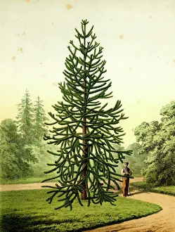 Araucaria: Monkey Puzzle Tree, Araucaria Imbricata Pavon