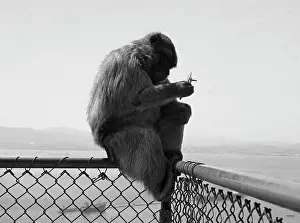 Tony Boxallfrps: A monkey sitting on a fence