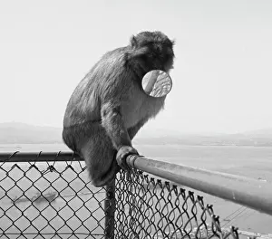 Tony Boxallfrps: A monkey sitting on a fence with a mirror in its mouth