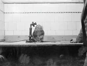 Telephonist: MONKEY TELEPHONIST