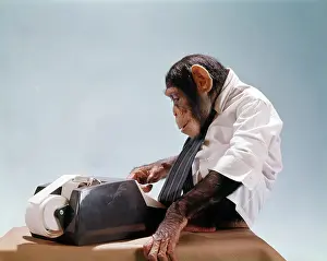 Calculate: Monkey Using Adding Machine Wearing