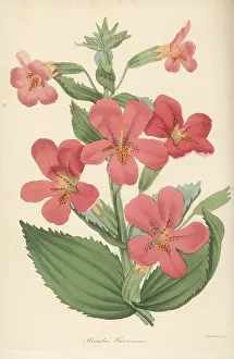 Clapton: Monkeyflower hybrid, Mimulus E' harrisonianus auct