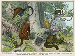 Howler: Five monkeys
