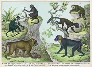 Capuchin: Six monkeys