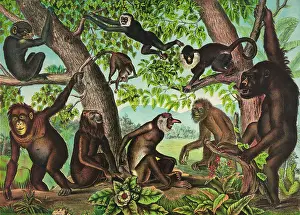 Apes: The monkeys