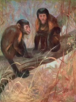 Capuchins: MONKEYS/CAPUCHINS/SWAN
