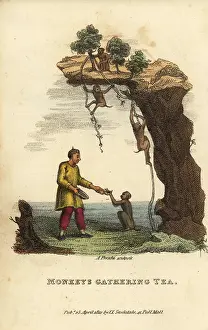 Picker: Monkeys gathering leaves from tea bushes high