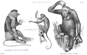 Proboscis: MONKEYS & GORILLA