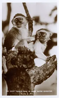 Monkeys: Monkeys Kima and Bibi, Victoria Falls, South Africa