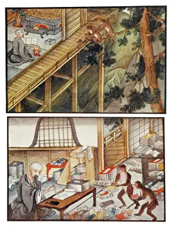 Reincarnation: Monkeys Reincarnated